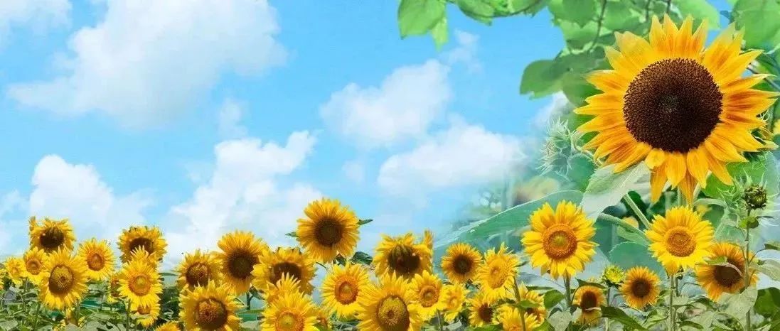 逐光而行 闪耀六月 | 2020级中考动员大会