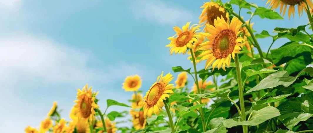 盛夏光年，你是最美的身影 | 中考专辑