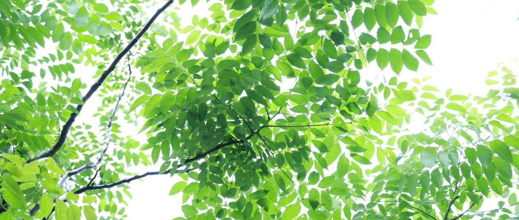 微风正好 夏日尤长| 2023年高考掠影