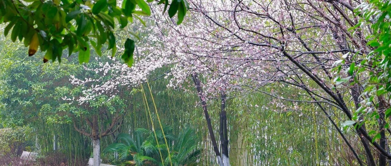 长沙市立信中学2025年高中美术特长生招生方案