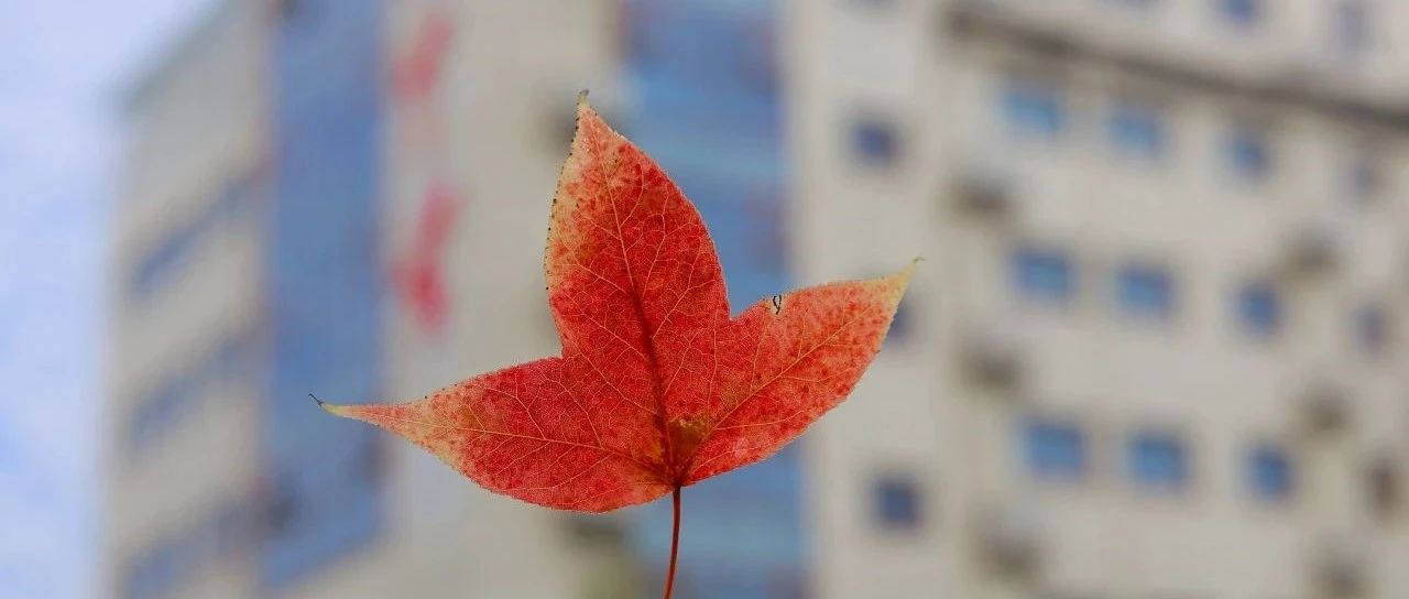 初中部第三届青年教师“立信杯”片段教学竞赛精彩回眸